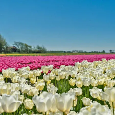 Prinsenhof # Vierendertig ベルゲン